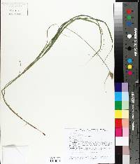 Carex cristatella image