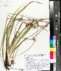 Carex folliculata image