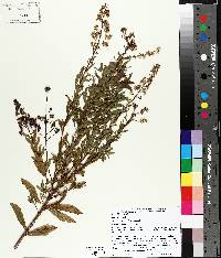 Spiraea alba image