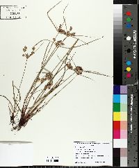 Cyperus retrorsus image