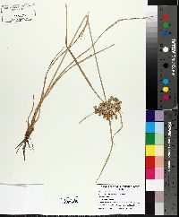 Cyperus surinamensis image