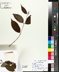 Diervilla lonicera image