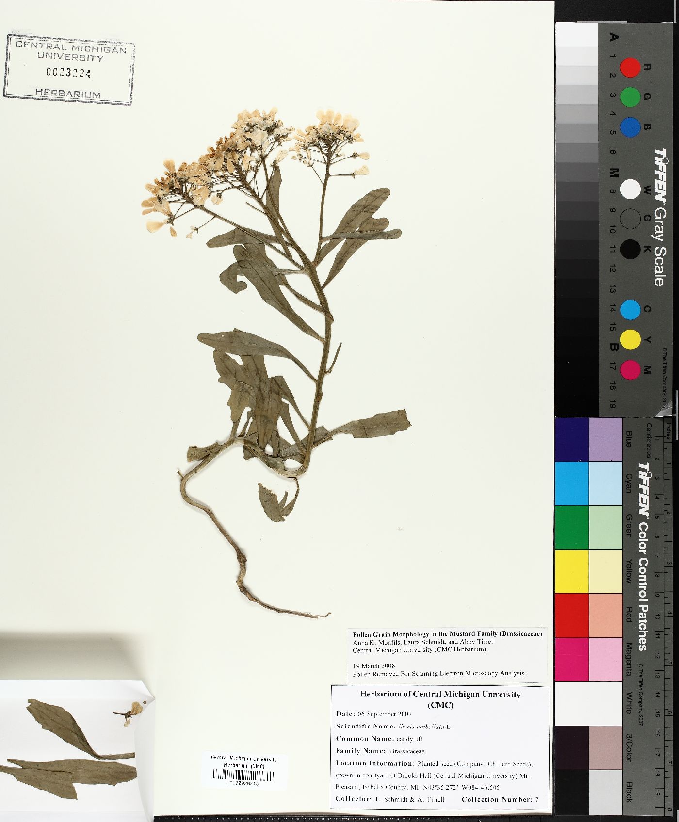 Iberis umbellata image