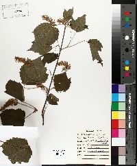 Acer spicatum image