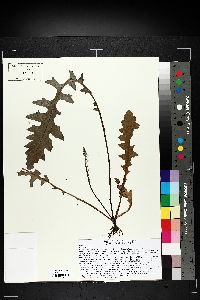 Cirsium muticum image