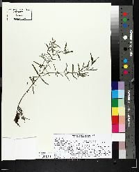 Epilobium leptophyllum image