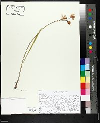 Calopogon tuberosus image