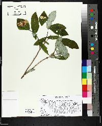 Lonicera dioica image