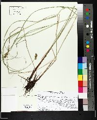 Carex bebbii image