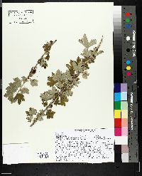 Ribes hirtellum image