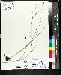 Juncus brachycephalus image