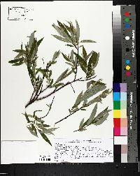 Salix petiolaris image