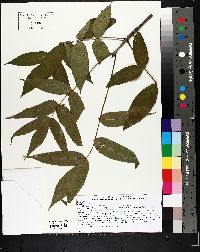 Fraxinus nigra image