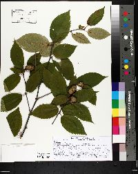 Betula alleghaniensis image