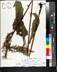 Rumex orbiculatus image