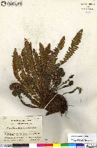 Dryopteris fragrans image