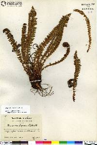 Dryopteris fragrans image