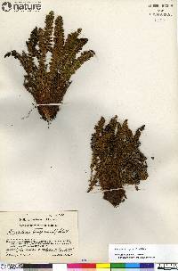 Dryopteris fragrans image