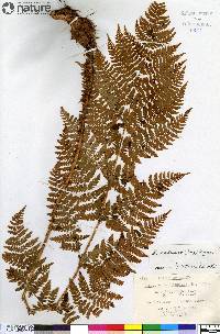 Dryopteris campyloptera image