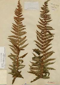 Polystichum andersonii image