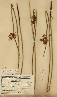 Juncus effusus var. pacificus image