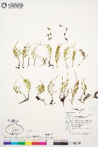 Equisetum arvense subsp. arvense image