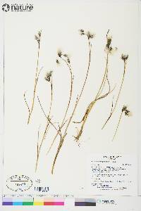 Eriophorum angustifolium image