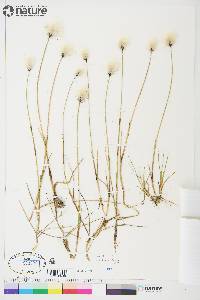 Eriophorum scheuchzeri image