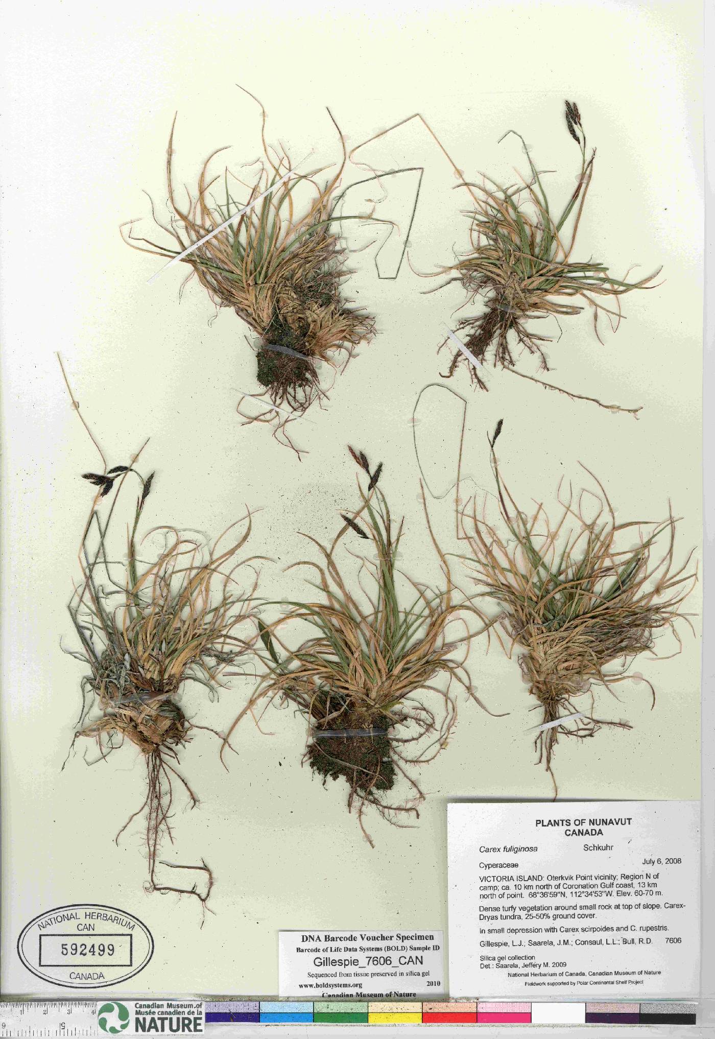 Carex fuliginosa image