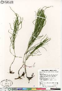 Equisetum arvense subsp. arvense image