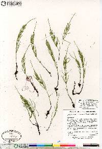 Equisetum arvense subsp. arvense image