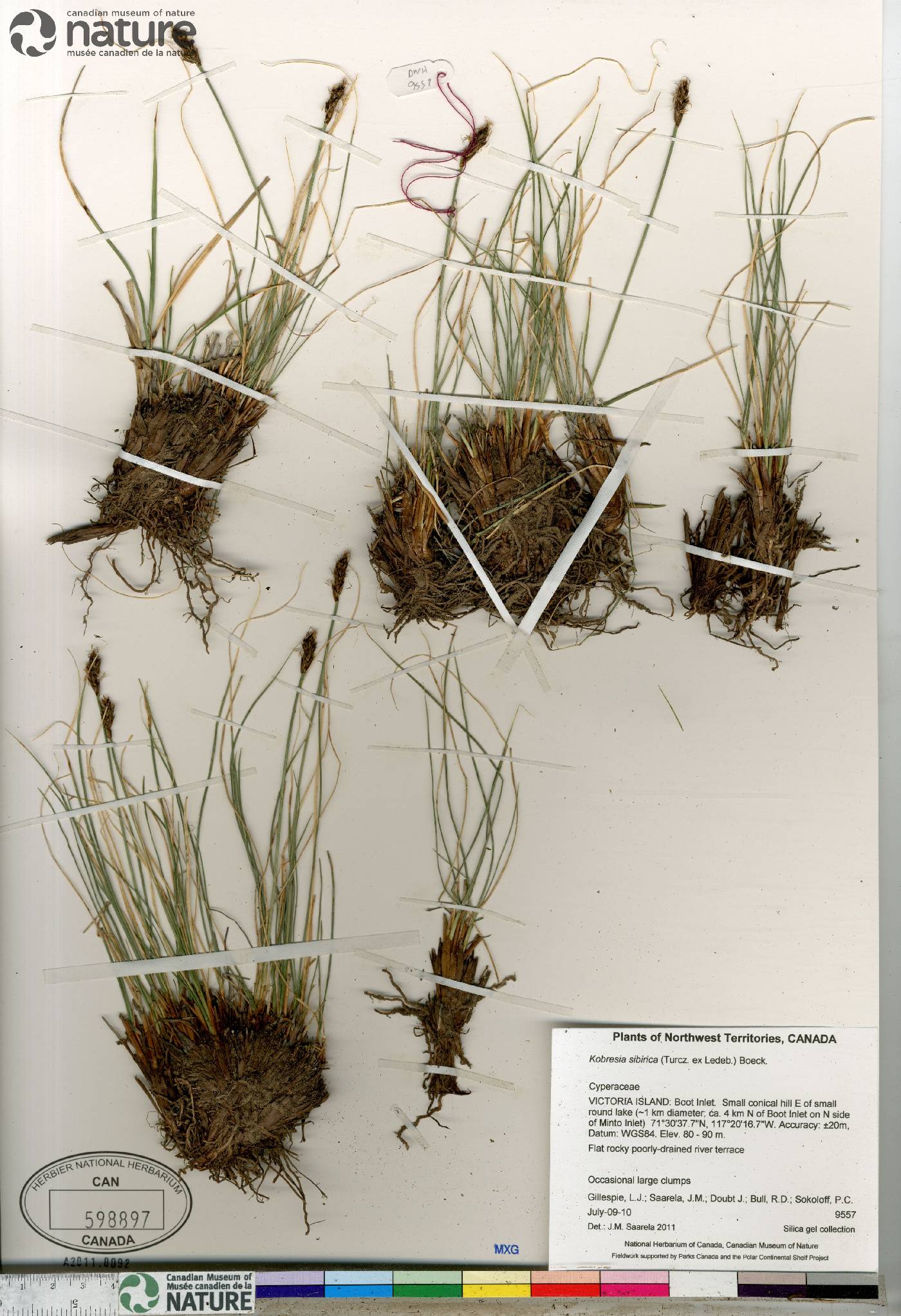 Carex borealipolaris image