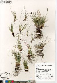 Carex glacialis image