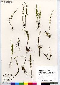 Equisetum arvense subsp. arvense image