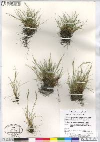 Festuca rubra image