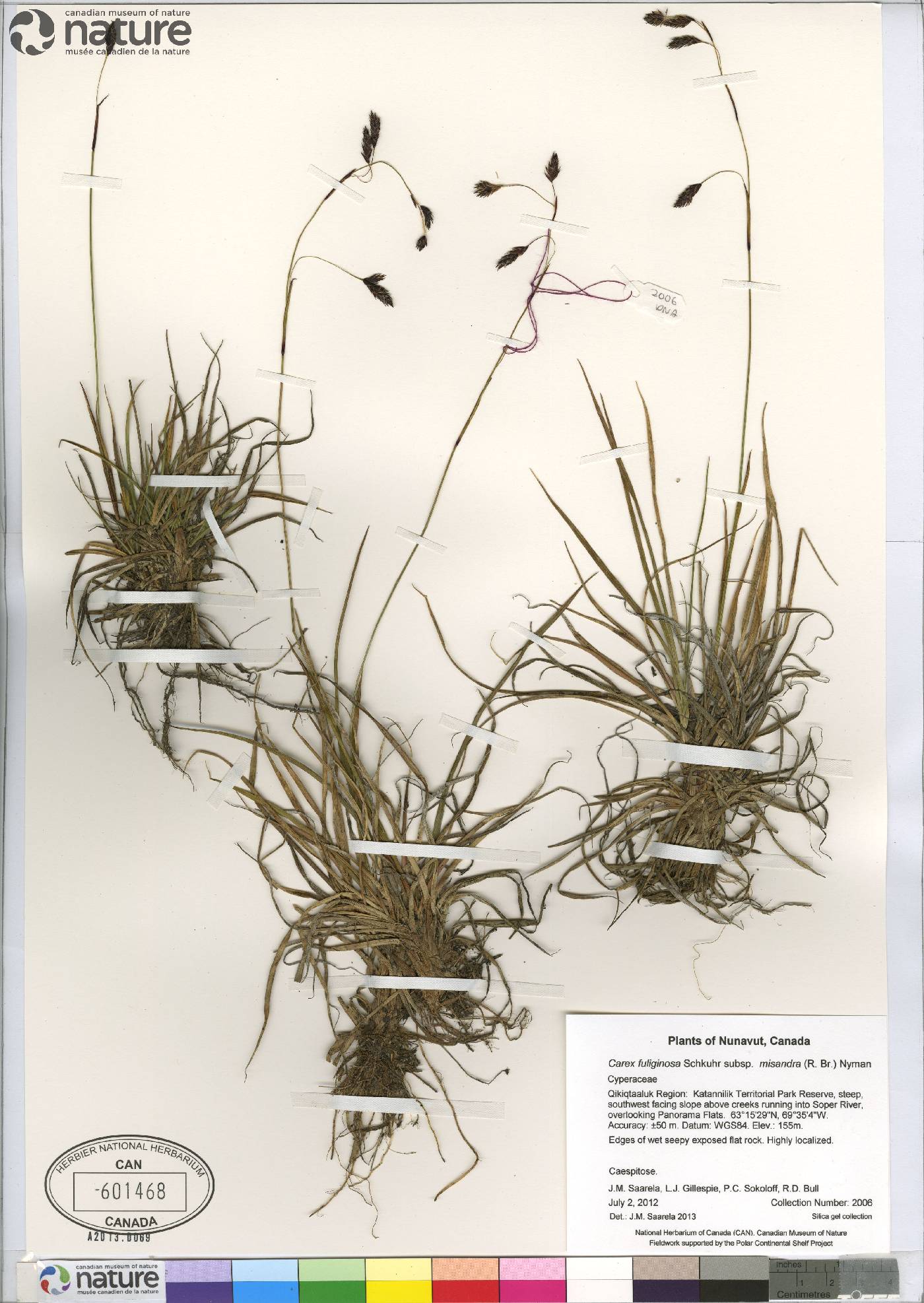 Carex fuliginosa image