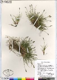 Carex glacialis image