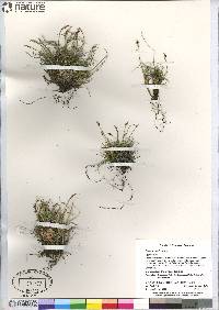 Carex glacialis image