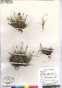 Carex glacialis image