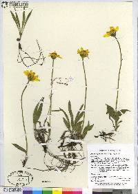 Arnica angustifolia image