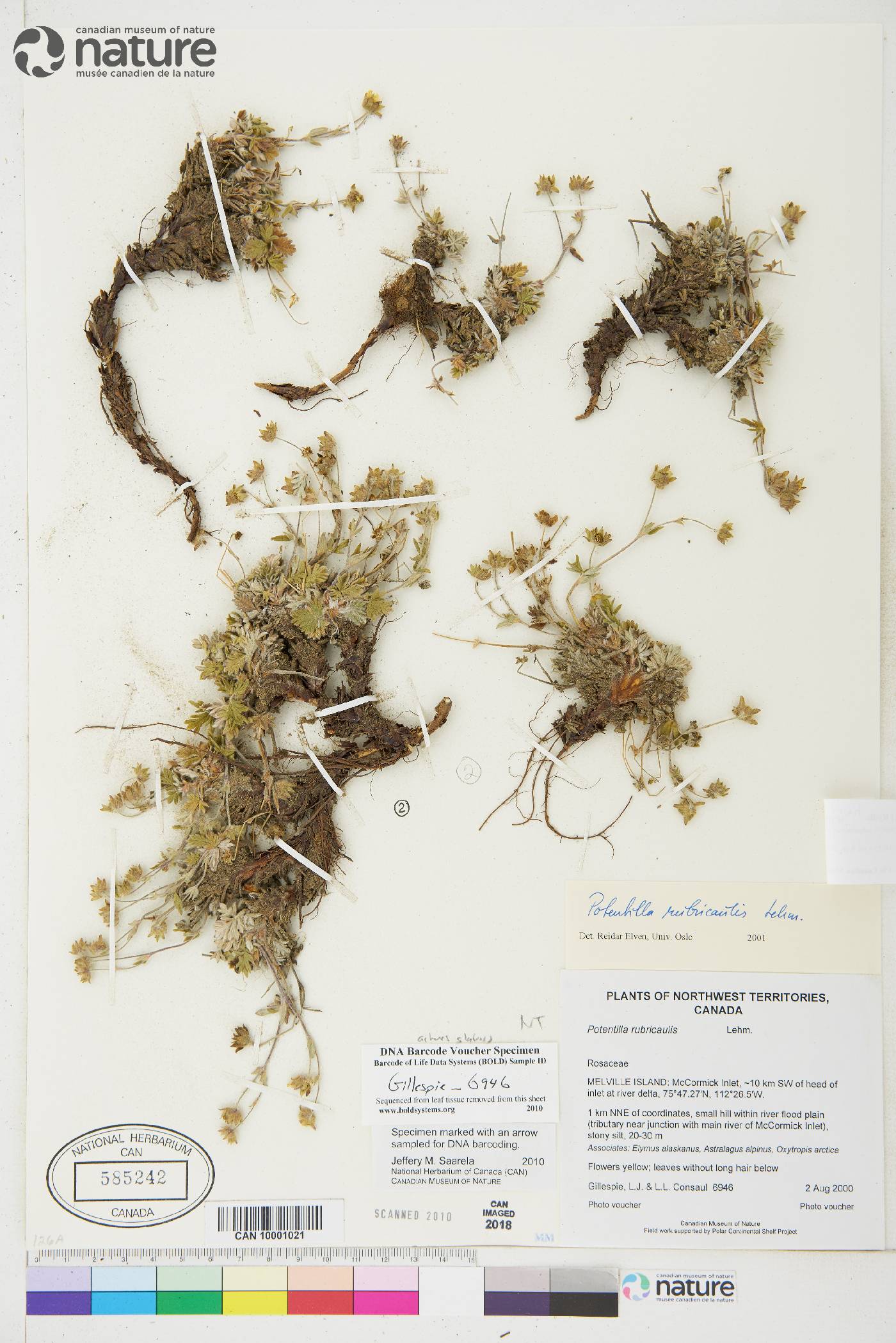 Potentilla rubricaulis image