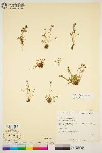 Saxifraga hyperborea image