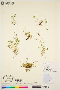 Saxifraga hyperborea image