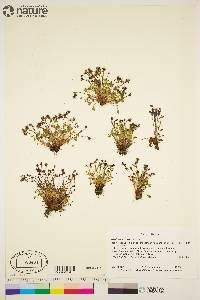 Saxifraga hyperborea image