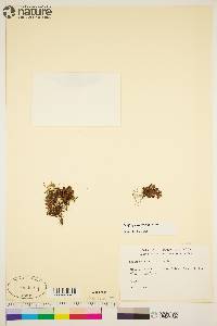 Saxifraga hyperborea image