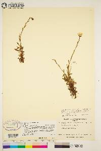 Saxifraga hirculus image