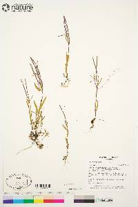 Epilobium palustre image