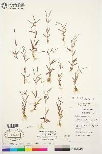 Epilobium palustre image