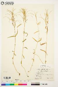 Epilobium palustre image