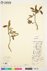 Salix arctica image